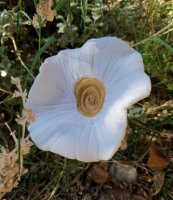 Les céramistes fleurissent la vie